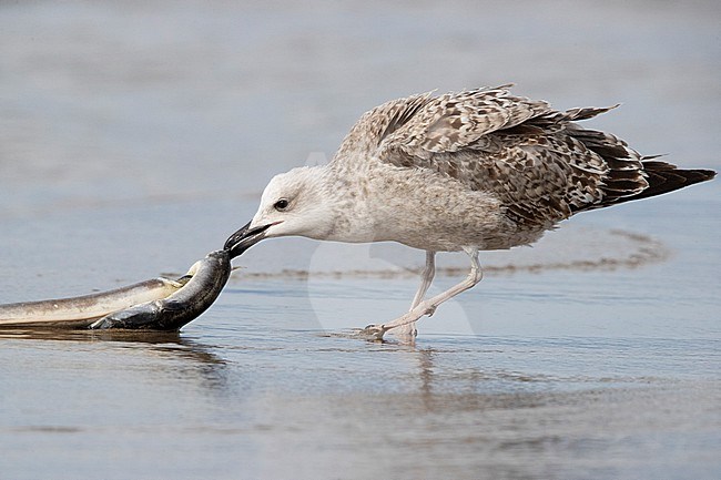 Yellow-legged Gull (Larus michahellis), juvenile eating a dead eel, Campania, Italy stock-image by Agami/Saverio Gatto,