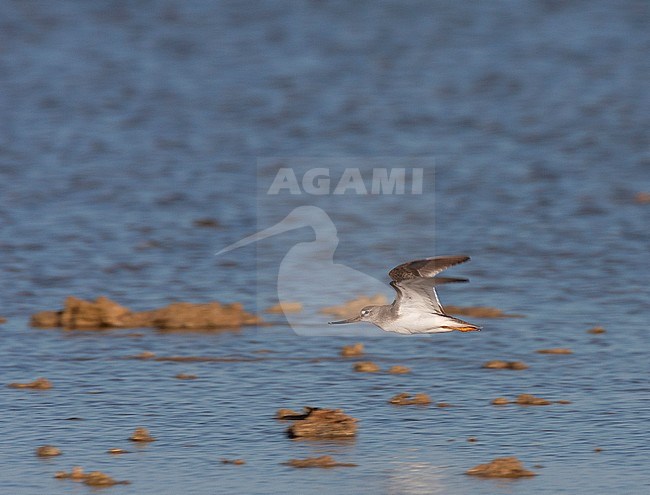 Terek Sandpiper (Xenus cinereus) flying over Red Sea mudflat during autumn migration in Egypt. Side view showing under wing. stock-image by Agami/Edwin Winkel,