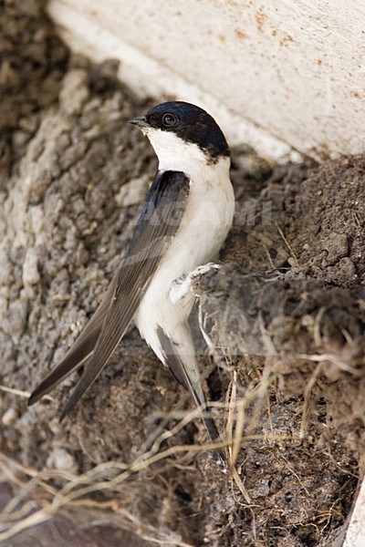 Huiszwaluw bij het nest; Common House Martin on nest stock-image by Agami/Marc Guyt,