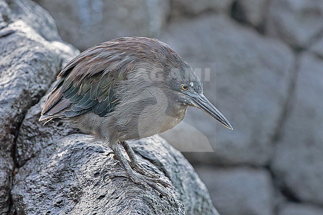 Immature Lava heron (Butorides sundevalli) on the Galapagos Islands, part of the Republic of Ecuador. stock-image by Agami/Pete Morris,