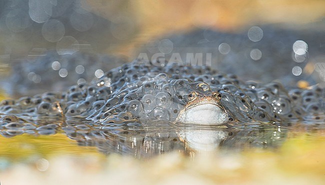 Common Frog, Bruine Kikker stock-image by Agami/Alain Ghignone,