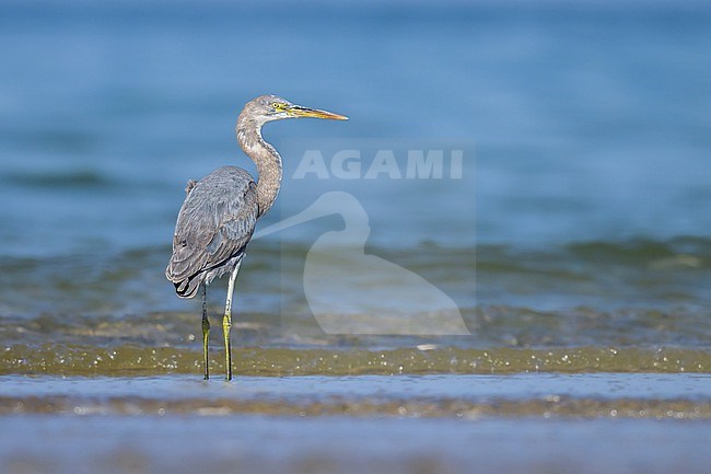 Western Reef Heron, Egretta gularis, on the beach, with the sea as background. stock-image by Agami/Sylvain Reyt,