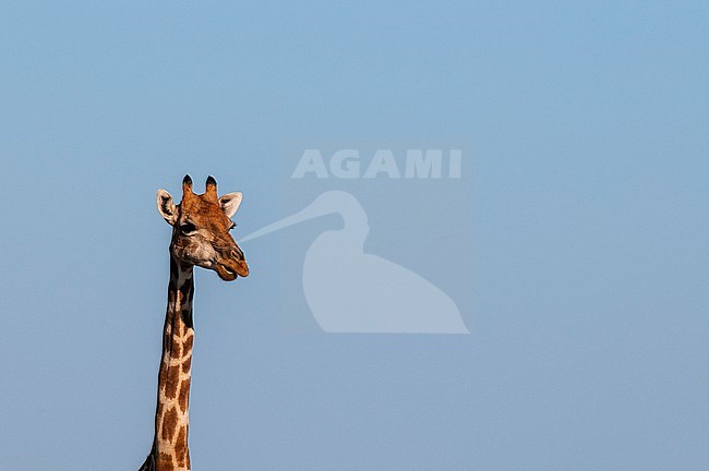 Head and neck portrait of a southern giraffe, Giraffa camelopardalis. Mashatu Game Reserve, Botswana. stock-image by Agami/Sergio Pitamitz,