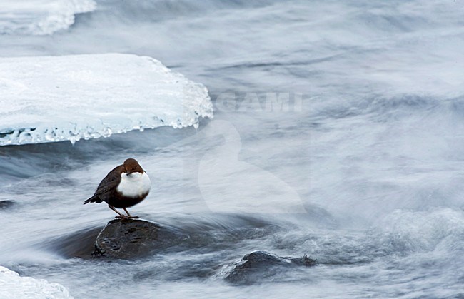 Waterspreeuw, Black-bellied White-throated Dipper stock-image by Agami/Marc Guyt,