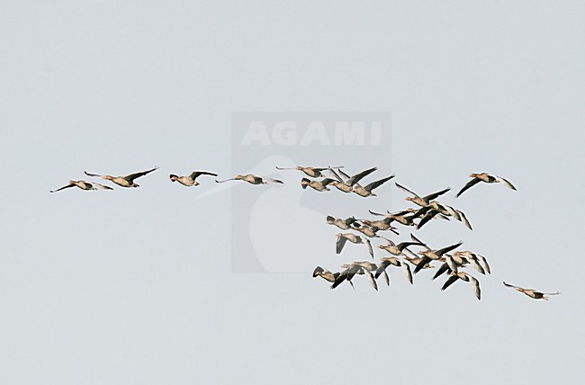 Groep Grauwe Ganzen in de vlucht; Group of Greylag Geese in flight stock-image by Agami/Markus Varesvuo,