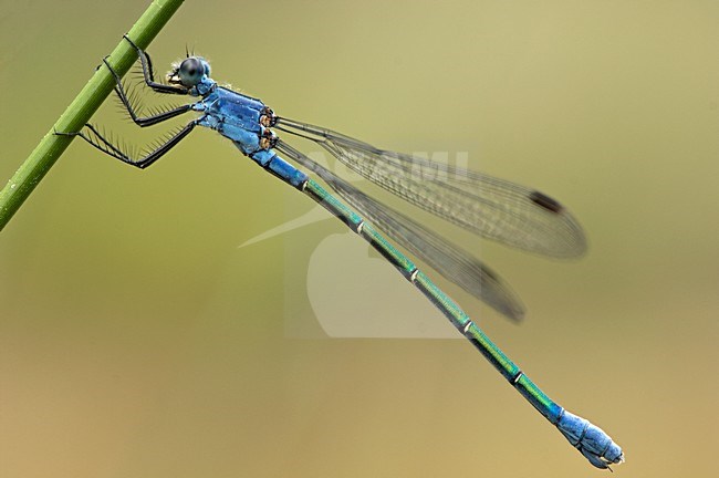 Vrouwtje Grote pantserjuffer, Female Lestes macrostigma stock-image by Agami/Wil Leurs,