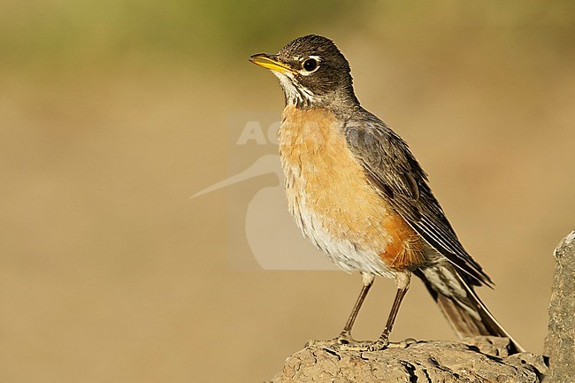 Adult female 
Lake Co., OR
June 2008 stock-image by Agami/Brian E Small,