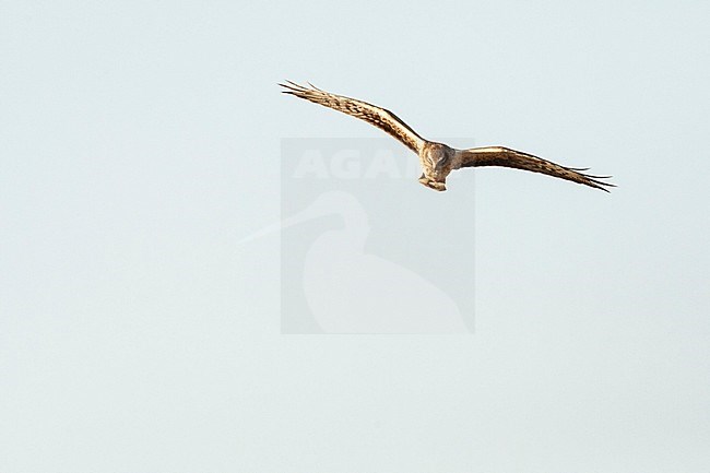 Female Pallid Harrier (Circus macrourus) hunting over Yotvata fields, Israel stock-image by Agami/Marc Guyt,