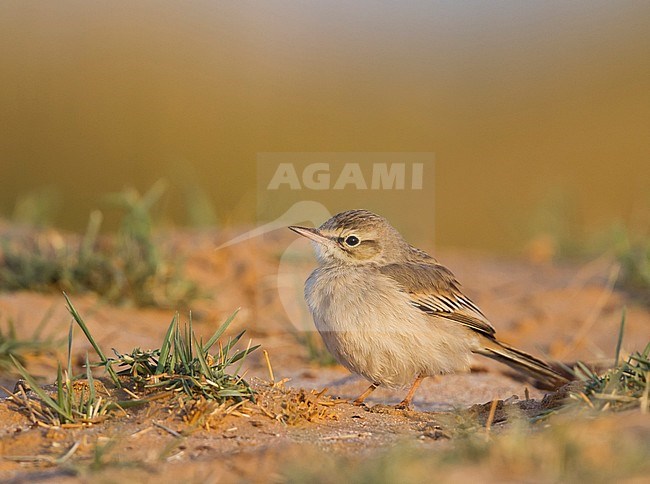 Tawny Pipit - Brachpieper - Anthus campestris, Oman stock-image by Agami/Ralph Martin,