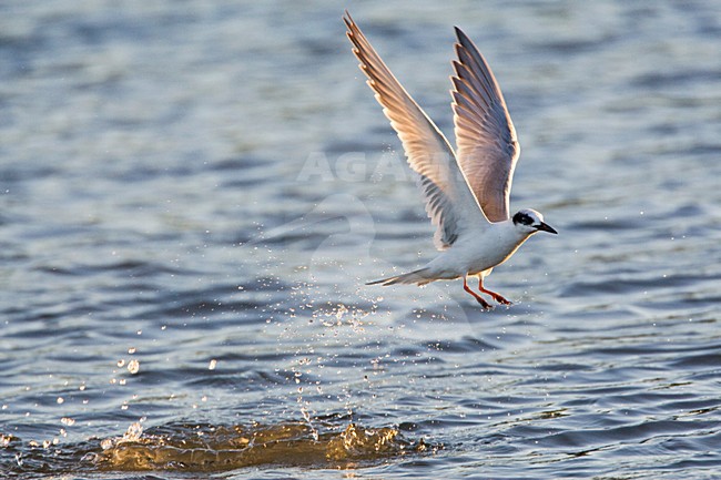 Forsters Stern, Forsters Tern stock-image by Agami/Marc Guyt,