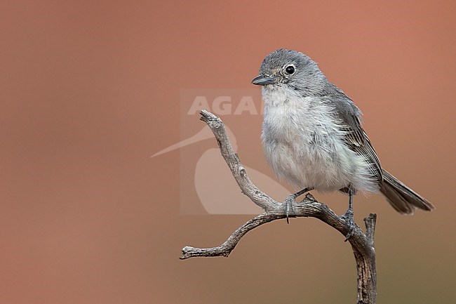 Gray Vireo (Vireo vicinior) in North-America. stock-image by Agami/Dubi Shapiro,