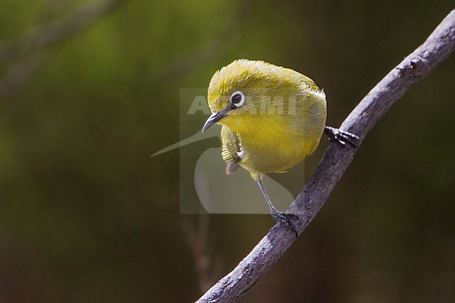 Mount Karthala White-eye (Zosterops mouroniensis) is endemic to Philippia heath woodland growing on Mount Karthala on the island of Grand Comore in the Comoros. stock-image by Agami/Dubi Shapiro,