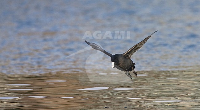 Meerkoet vliegend over het water; Eurasian Coot flying over water stock-image by Agami/Marc Guyt,