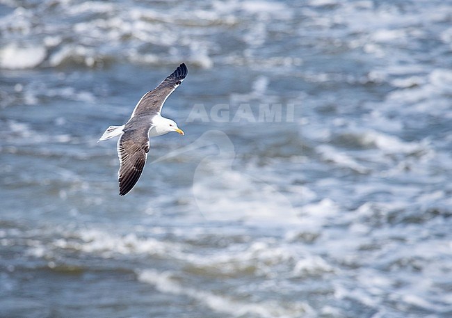 Subadult Lesser Black-backed Gull (Larus fuscus) in the Netherlands. Flying behind the ferry of Texel - Den Helder. stock-image by Agami/Marc Guyt,