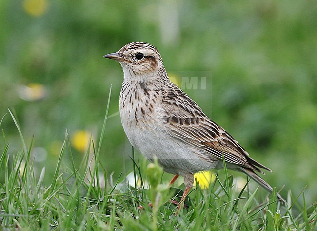 Eastern Eurasian Skylark (Alauda arvensis) in Sichuan, China. Standing in a meadow. Sometimes split as Japanese Skylark (Alauda japonica). stock-image by Agami/Jonathan Martinez,