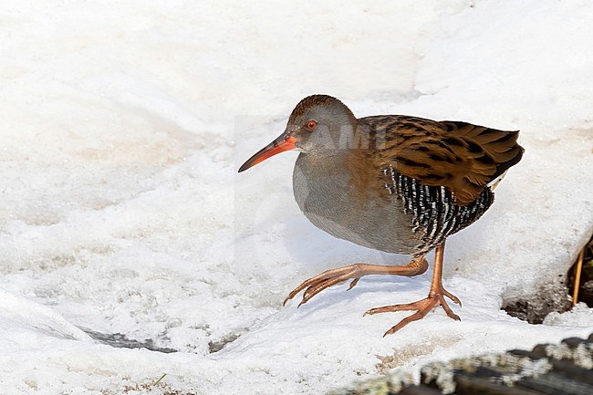 A Water Rail (Rallus aquaticus) sits on the snow showing off its amazing zebra print. Normally these birds will stay hidden in the reeds, but during desperate times like these they will forage in the open, offering unique opportunities to see them. stock-image by Agami/Jacob Garvelink,
