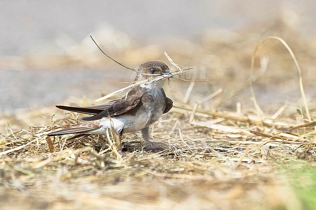 A Sand Martin is seen with a beak full of straw on a road. stock-image by Agami/Jacob Garvelink,