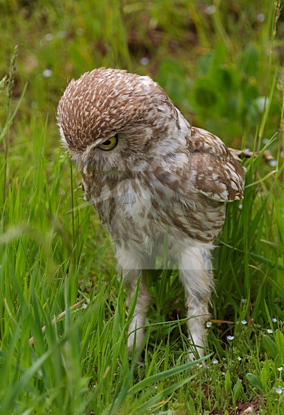 Steenuil, Little Owl stock-image by Agami/Daniele Occhiato,