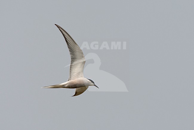 Vliegende Visdief (ssp Longipennis), Common Tern (ssp Longipennis) in flight stock-image by Agami/Roy de Haas,