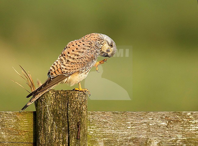 Torenvalk krabt zijn hoofd; Common Kestrel scratch his head; stock-image by Agami/Walter Soestbergen,
