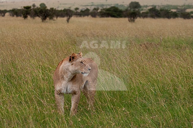 Portrait of a lioness, Panthera leo, on the savanna. Masai Mara National Reserve, Kenya. stock-image by Agami/Sergio Pitamitz,