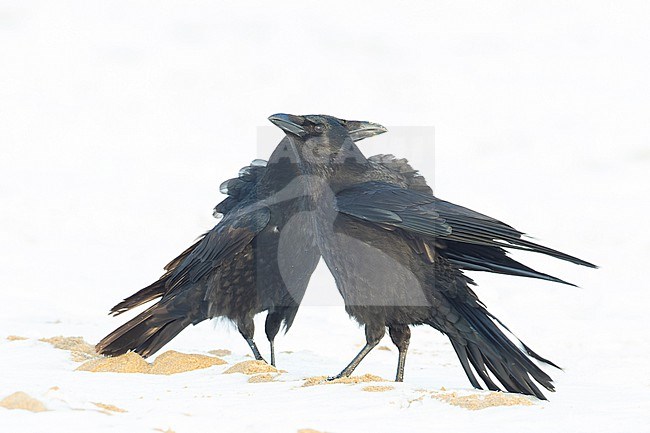 Carrion Crow (Corvus corone) in snow on North Sea beach Scheveningen, The Netherlands stock-image by Agami/Martijn Verdoes,