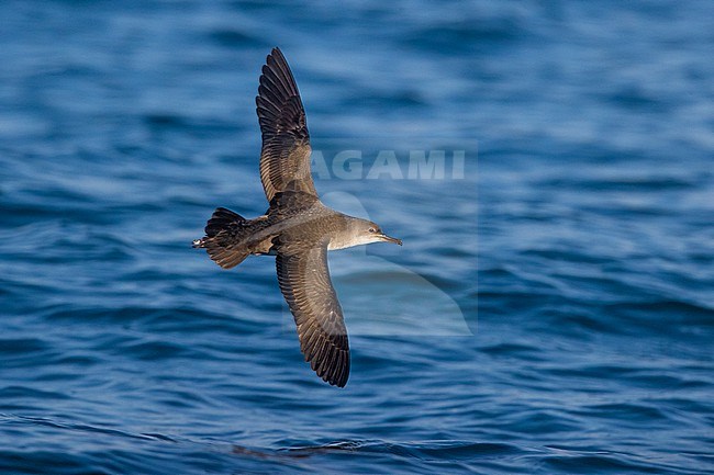Yelkouan Shearwater, Puffinus yelkouan, in flight off the coast of Italy. stock-image by Agami/Daniele Occhiato,