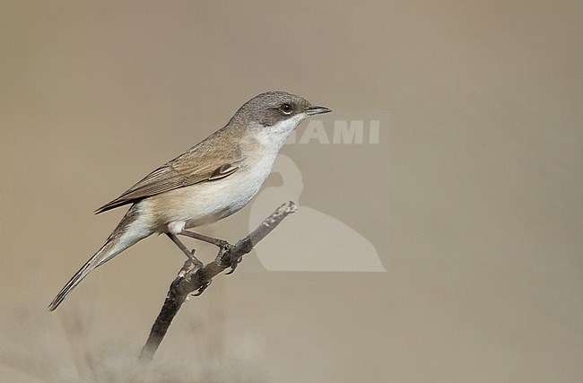 Lesser Whitethroat - Klappergrasmücke - Sylvia althaea halimodendri, Oman stock-image by Agami/Ralph Martin,