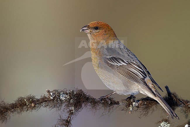 Pine Grosbeak - Hakengimpel - Pinicola enucleator, Finland stock-image by Agami/Ralph Martin,