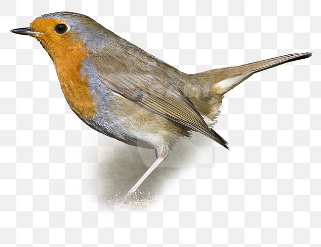 European Robin (Erithacus rubecula) perched on a trunck stock-image by Agami/Daniele Occhiato,