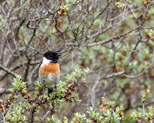 European Stonechat (Saxicola rubicola) male perched in the dunes stock-image by Agami/Roy de Haas,