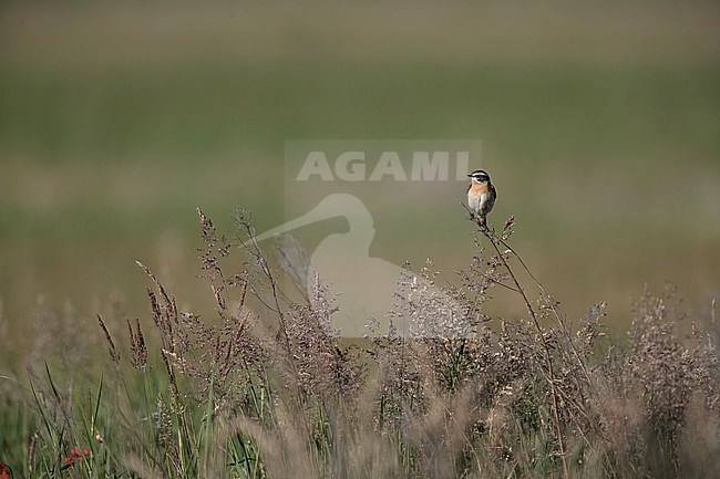 adult male European Stonechat (Saxicola rubicola) perching on tall forb stock-image by Agami/Mathias Putze,
