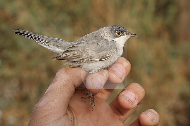 Second calendar year male Menetries's Warbler (Curruca mystacea) caught during spring migration in a research station near Eilat in Israel.  caught in Eilat, Israel. stock-image by Agami/Christian Brinkman,