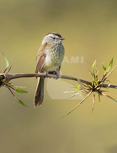 Endemic Unstreaked Tit-Tyrant (Uromyias agraphia) perched on a bamboo branch in Abra Malaga, Peru, South America. stock-image by Agami/Steve Sánchez,