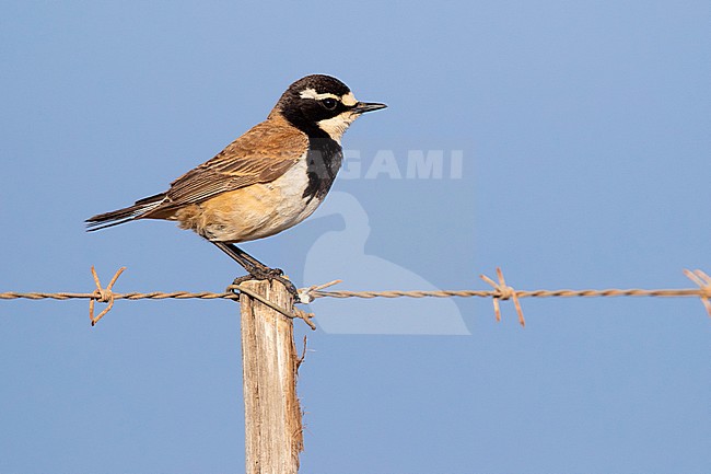 Capped Wheatear (Oenanthe pileata), side view of an adult standing on a post, Western Cape, South Africa stock-image by Agami/Saverio Gatto,