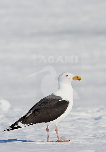 Volwassen Grote Mantelmeeuw in de winter; Adult Great Black-backed Gull in winter stock-image by Agami/Markus Varesvuo,