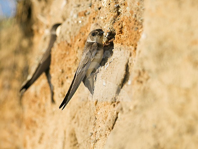 Common Sand Martin - Uferschwalbe - Riparia riparia ssp. riparia, Germany, juvenile stock-image by Agami/Ralph Martin,