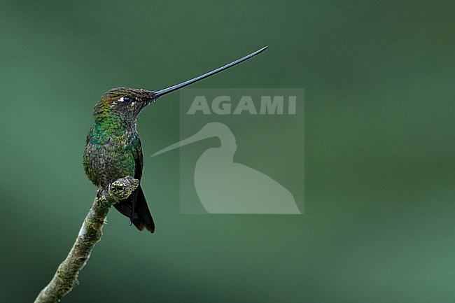 Sword-billed Hummingbird, Ensifera ensifera, in Colombia. stock-image by Agami/Dubi Shapiro,