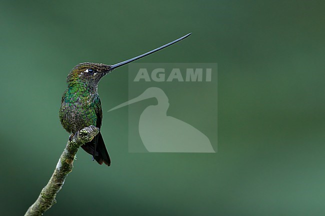 Sword-billed Hummingbird, Ensifera ensifera, in Colombia. stock-image by Agami/Dubi Shapiro,