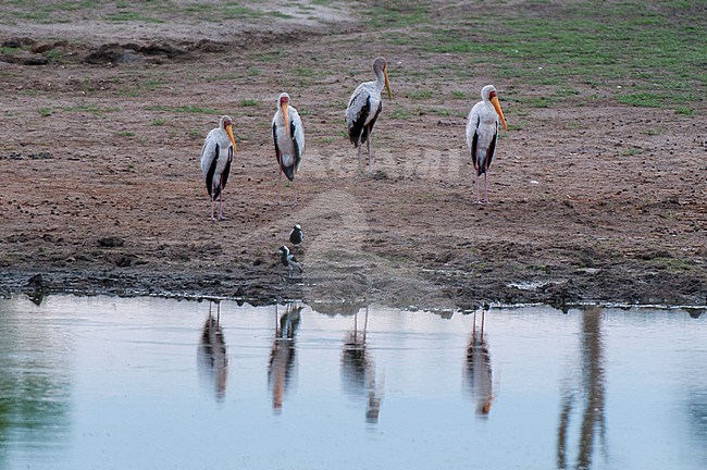 A group of yellow-billed storks, Mycteria ibis, and two other birds standing at the water's edge. Khwai Concession Area, Okavango, Botswana. stock-image by Agami/Sergio Pitamitz,