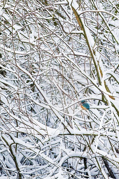 IJsvogel, Common Kingfisher, Alcedo atthis stock-image by Agami/Menno van Duijn,