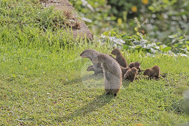Banded mongoose (Mungos mungo) in South Africa. Cute family of Mongoose together. stock-image by Agami/Pete Morris,
