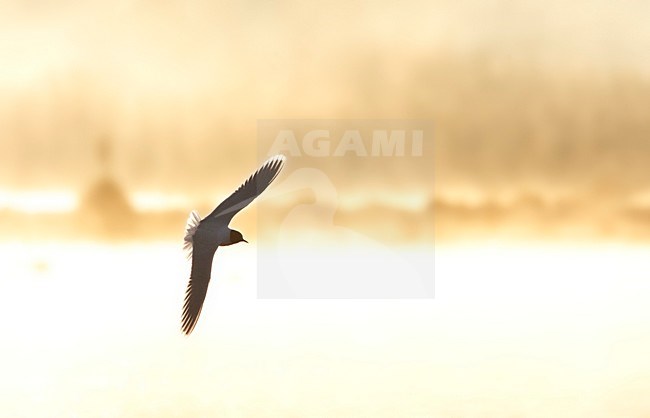 Little Gull, Dwergmeeuw, Larus minutus stock-image by Agami/Marc Guyt,