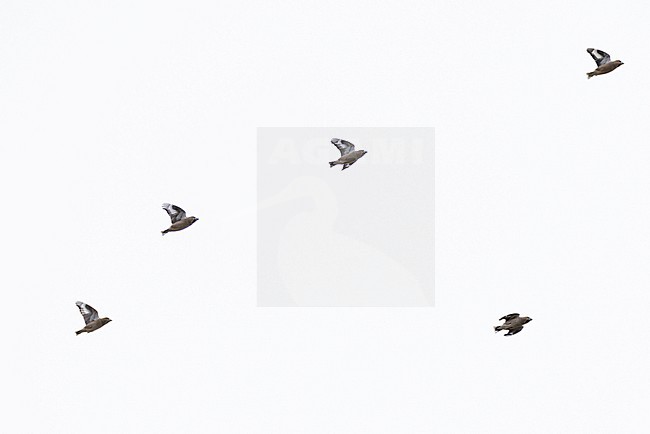 flock of hawfinch (coccothraustes coccothraustes) in flight, found in Dornod Aimag in Mongolia stock-image by Agami/Mathias Putze,
