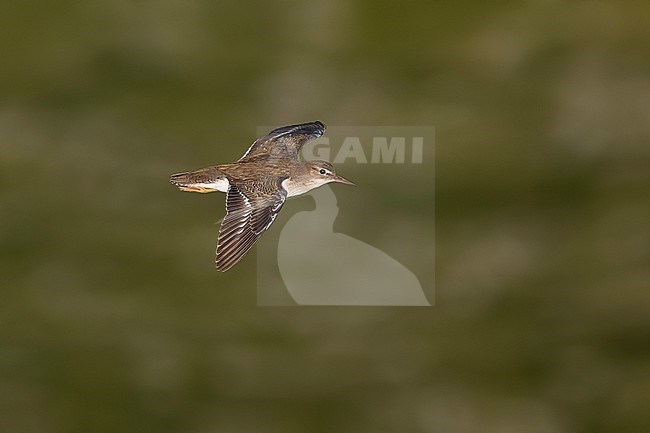 Juvenile Spotted Sandpiper (Actitis macularius) flying over Lajes do Pico, Pico, Azores, Portugal. stock-image by Agami/Vincent Legrand,