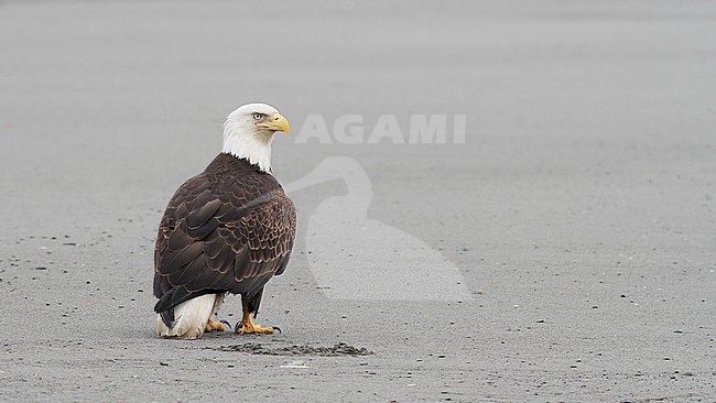 Bald Eagle (Haliaeetus leucocephalus) adult perched stock-image by Agami/Ian Davies,