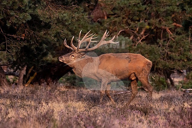 Red, Deer; Cervus elaphus; male with antlers in the wood stock-image by Agami/Hans Germeraad,