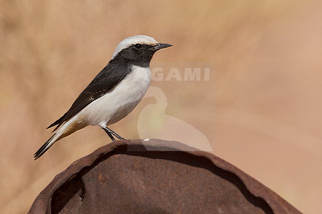 Mourning Wheatear (Oenanthe lugens), side view of an adult perched on a rusty can, South Sinai Governorate, Egypt stock-image by Agami/Saverio Gatto,