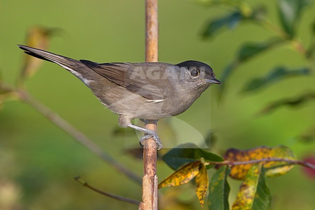 Mannetje Zwartkop; Male Eurasian Blackcap stock-image by Agami/Daniele Occhiato,