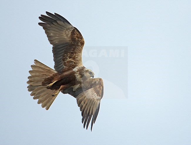 Vrouwtje Bruine Kiekendief in vlucht; Female Western Marsh Harrier in flight stock-image by Agami/Markus Varesvuo,